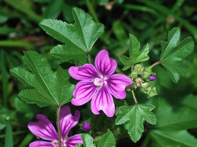 1. Ebegümeci (Malva)