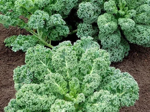 6. Ege Lahanası (Kale)