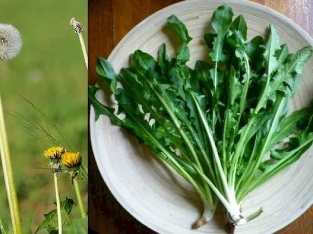 4. Radika (Karahindiba)