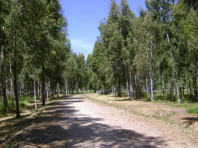 5. Sasalı Kent Ormanı