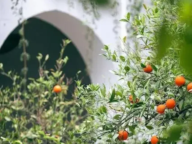 Seferihisar’da Mandalina Bahçeleri ve Sakin Yaşam: