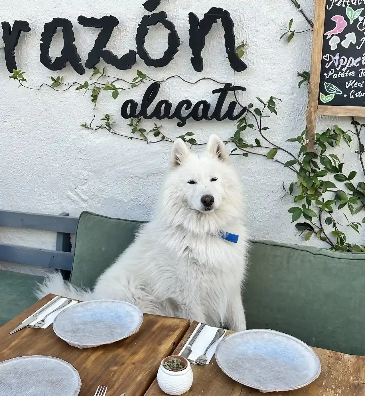 Corazon Alaçatı